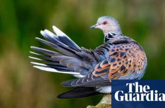 Phew, turtle doves: ban on annual shoot raises hopes for endangered hen | Birds