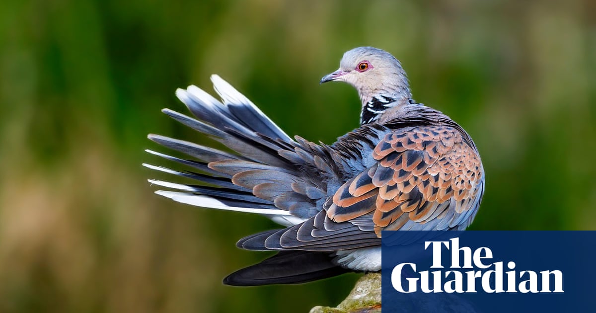 Phew, turtle doves: ban on annual shoot raises hopes for endangered hen | Birds