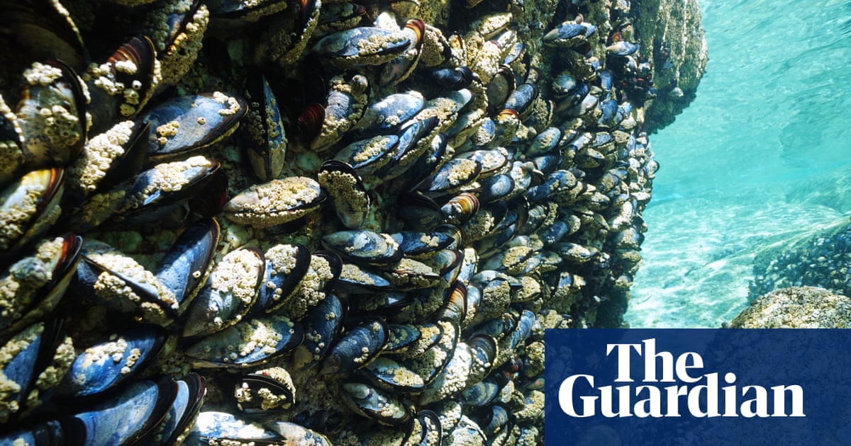 Spanish fishers in Galicia report ‘catastrophic’ collapse in shellfish shares | Spain