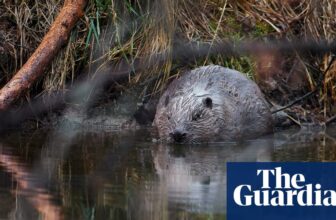 Beavers save Czech taxpayers £1m by flooding ex-army coaching web site | Wildlife