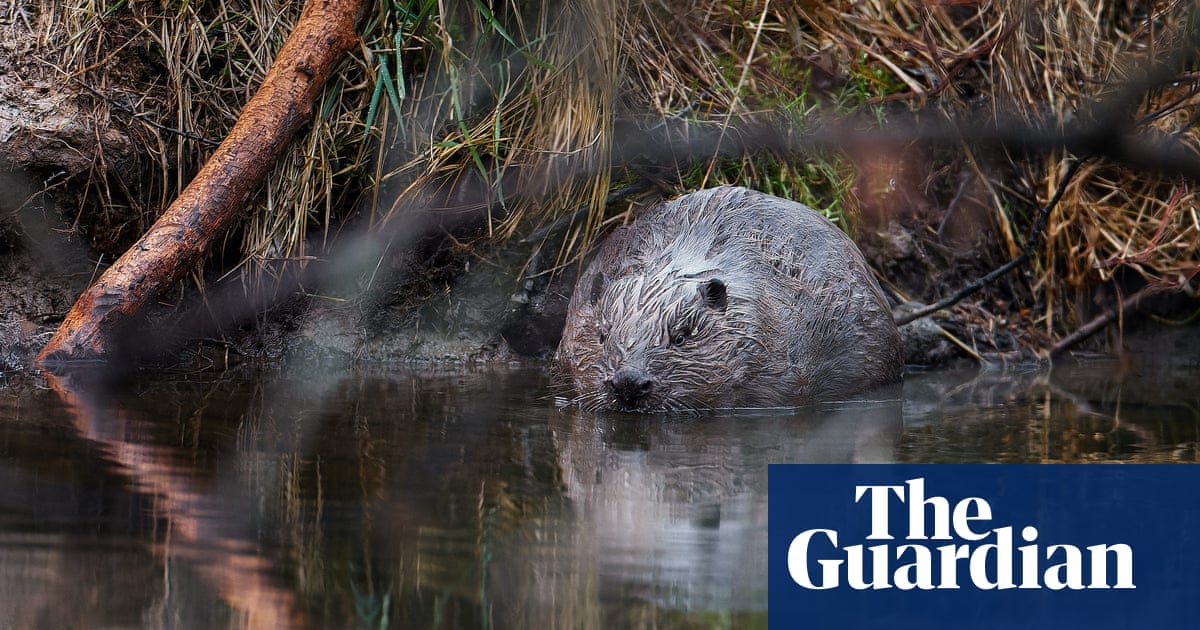 Beavers save Czech taxpayers £1m by flooding ex-army coaching web site | Wildlife