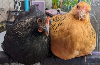 Why You Ought to Not Purchase a Yard Hen Due to Egg Inflation