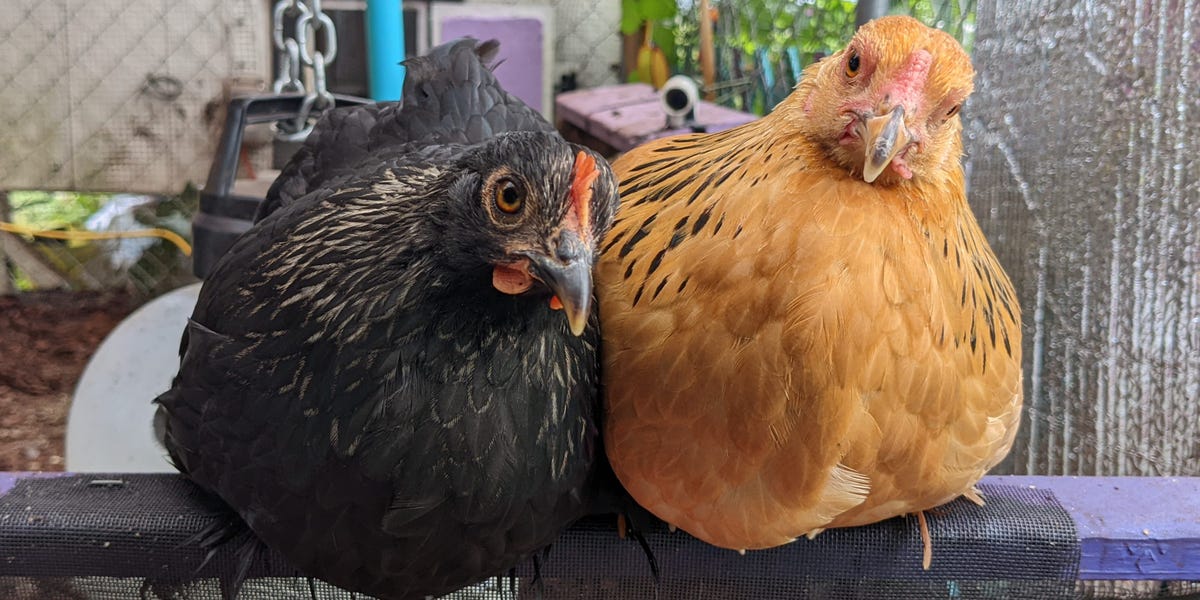 Why You Ought to Not Purchase a Yard Hen Due to Egg Inflation