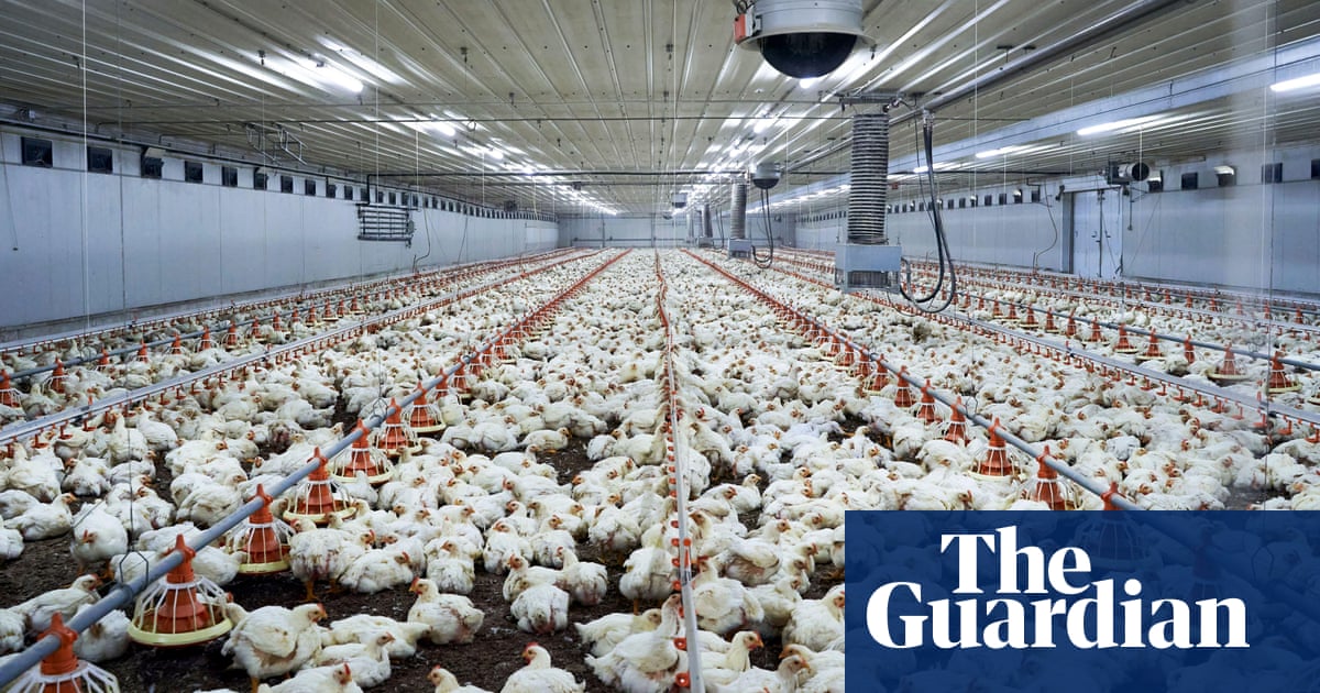 Hen manure could be categorized as industrial waste, choose guidelines | Farming