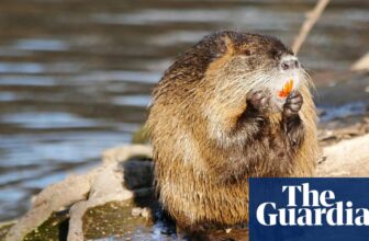Rodent for dinner? California officers urge residents to eat invasive nutria | California