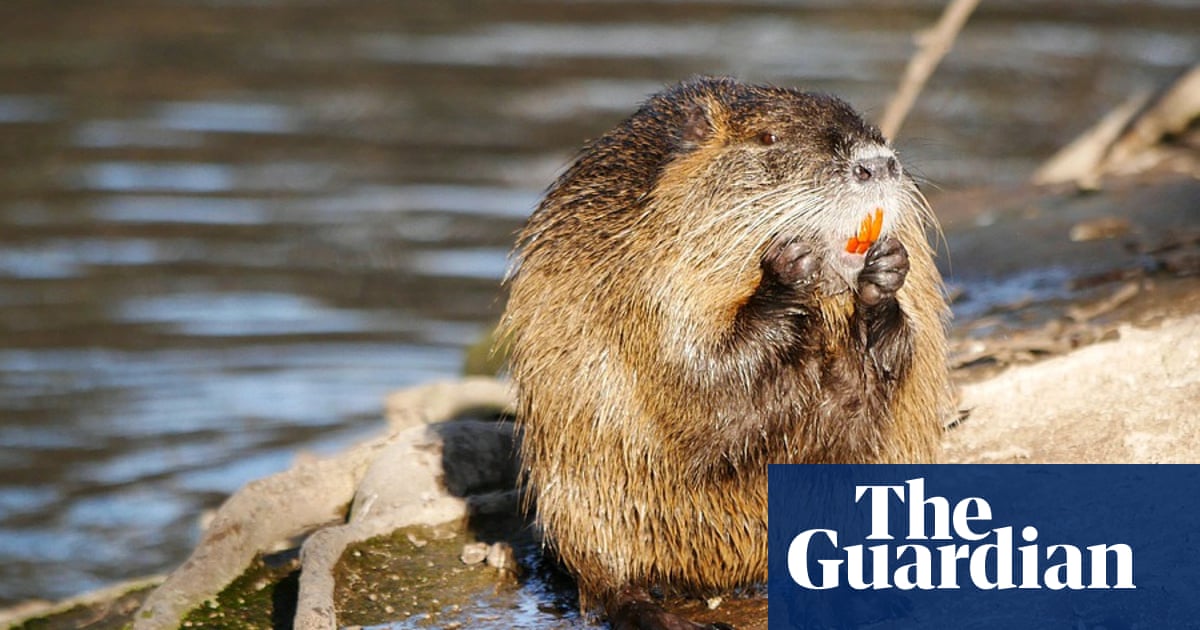 Rodent for dinner? California officers urge residents to eat invasive nutria | California