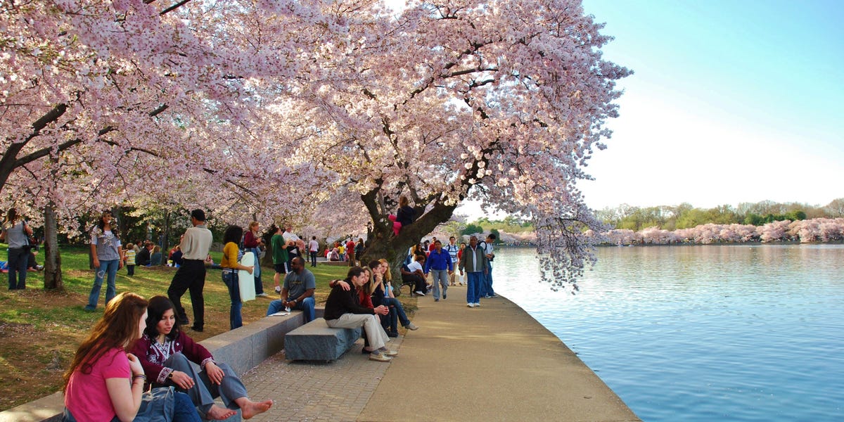 Washington DC’s Cherry Blossom Season: Errors to Keep away from, From Native