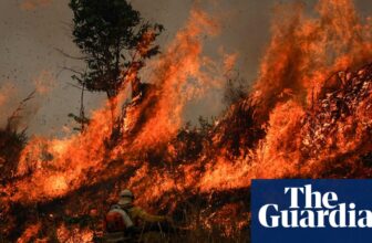 Fires drove report lack of world’s forests final 12 months, ‘scary’ information exhibits | Deforestation
