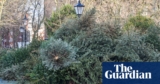 A tree is only for Christmas, not for dinner, Belgian meals company warns | Belgium