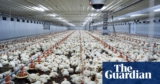 Hen manure could be categorized as industrial waste, choose guidelines | Farming