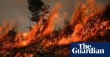 Fires drove report lack of world’s forests final 12 months, ‘scary’ information exhibits | Deforestation